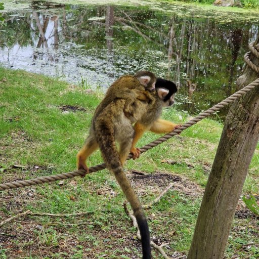 Kom helt tæt på dyrene i Ree Park Safari
