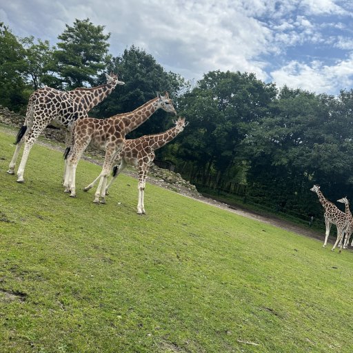 En dag fyldt med safari, leg og uforglemmelige familieoplevelser
