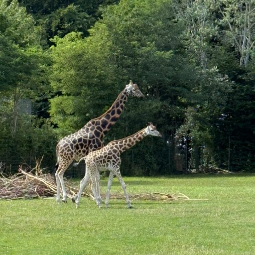 Familietid blandt dyr, leg og læring i Aalborg Zoo