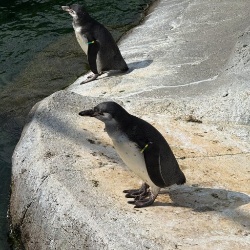 Familietid blandt dyr, leg og læring i Aalborg Zoo