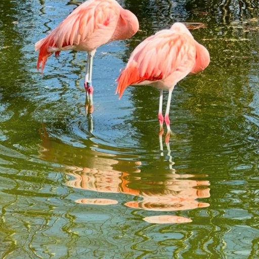 Magiske øjeblikke med vilde dyr og smil hele dagen