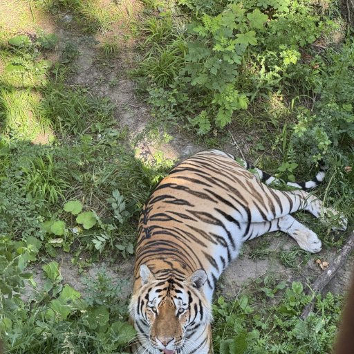 En nat hos tigrene â nĂ„r vilde dyr pludselig gĂ„r forbi vinduet