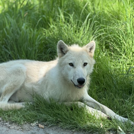 En nat hos tigrene â nĂ„r vilde dyr pludselig gĂ„r forbi vinduet