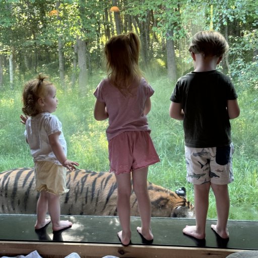 En nat hos tigrene â nĂ„r vilde dyr pludselig gĂ„r forbi vinduet