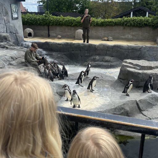 Oplevelser for bĂĽde børn og voksne â fra dinosaurer til dyrefodringer