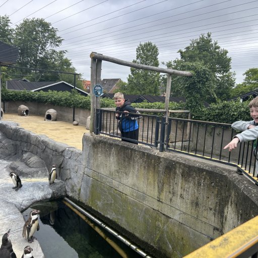 Nye oplevelser og smukke dyreanlĂŚg â Aalborg Zoo udvikler sig hele tiden