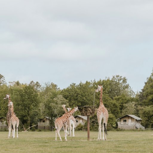 Familien på safari i Knuthenborg – giraffer og andre dyr helt tæt på bilen