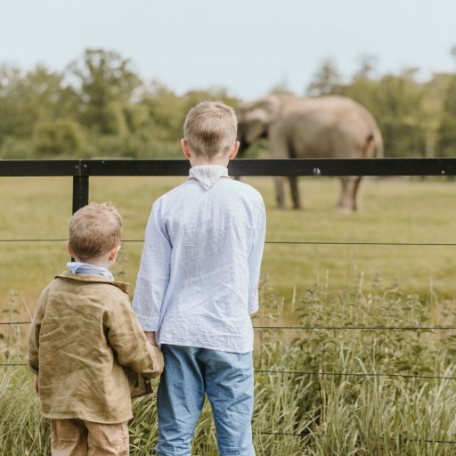 Familien på safari i Knuthenborg – giraffer og andre dyr helt tæt på bilen