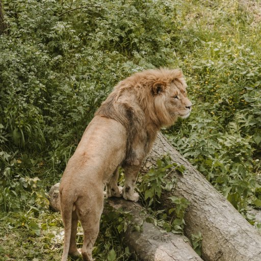 Familien på safari i Knuthenborg – giraffer og andre dyr helt tæt på bilen