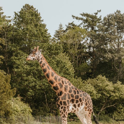 Familien på safari i Knuthenborg – giraffer og andre dyr helt tæt på bilen