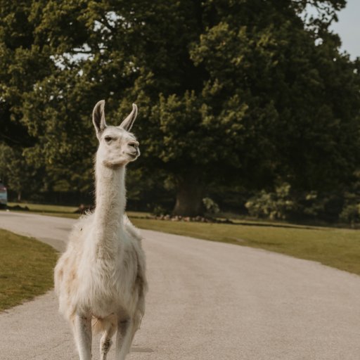Familien på safari i Knuthenborg – giraffer og andre dyr helt tæt på bilen