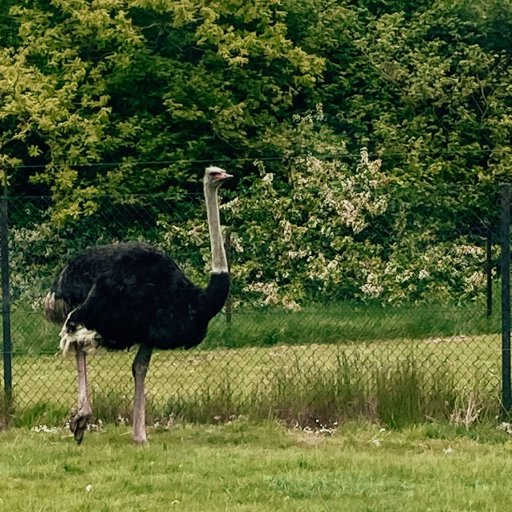 Safarioplevelser og masser af leg i Knuthenborg Safaripark