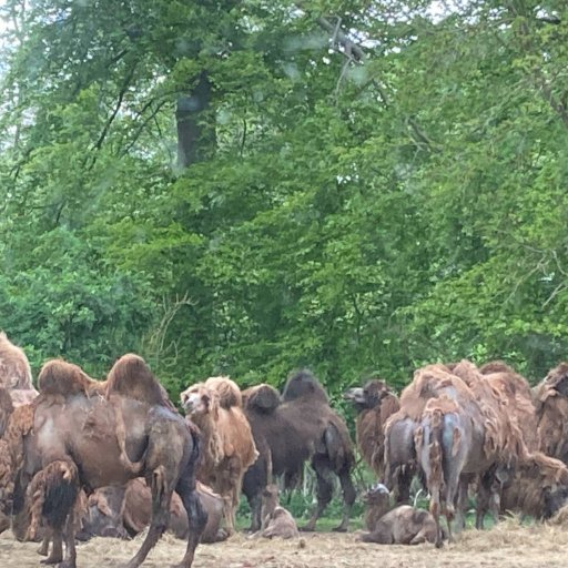 Safarioplevelser og masser af leg i Knuthenborg Safaripark