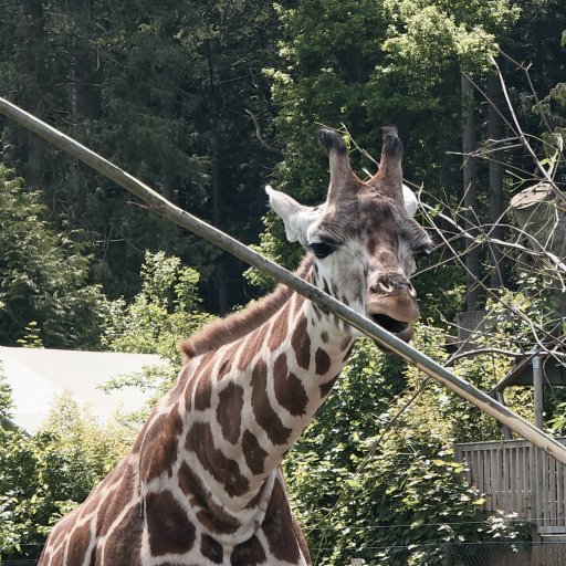 Magiske øjeblikke tæt på dyrene i Knuthenborg Safaripark