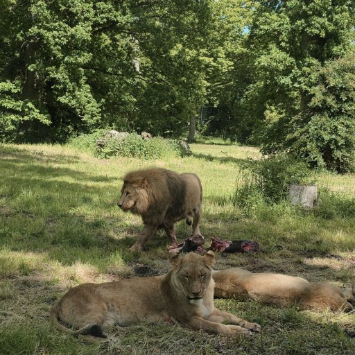 Magiske øjeblikke tæt på dyrene i Knuthenborg Safaripark