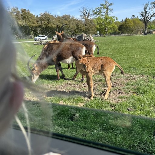 Familietid, dinosaurer og vandleg i Knuthenborg