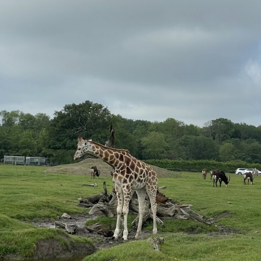 Dyreoplevelser og leg for hele familien i Knuthenborg