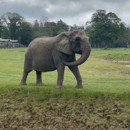 Dyreoplevelser og leg for hele familien i Knuthenborg