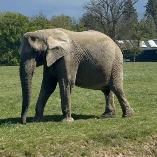 Eventyr blandt dinosaurer og vilde dyr i Knuthenborg