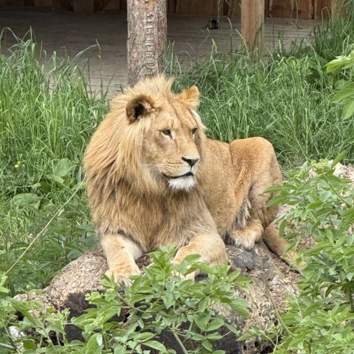 Eventyr blandt dinosaurer og vilde dyr i Knuthenborg