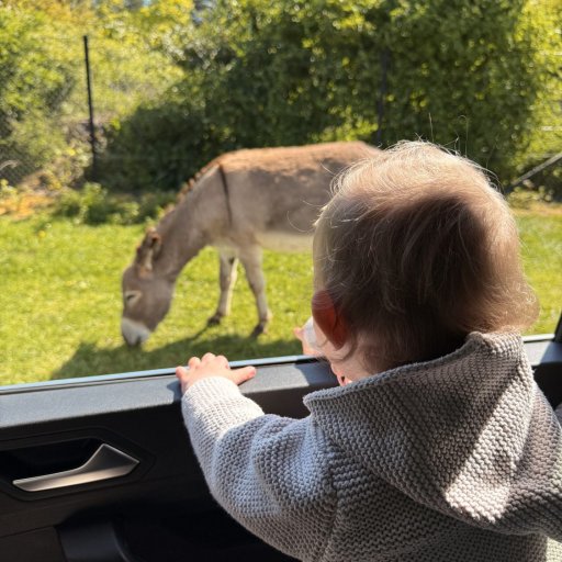 Safari, leg og familiehygge i Knuthenborg Safaripark