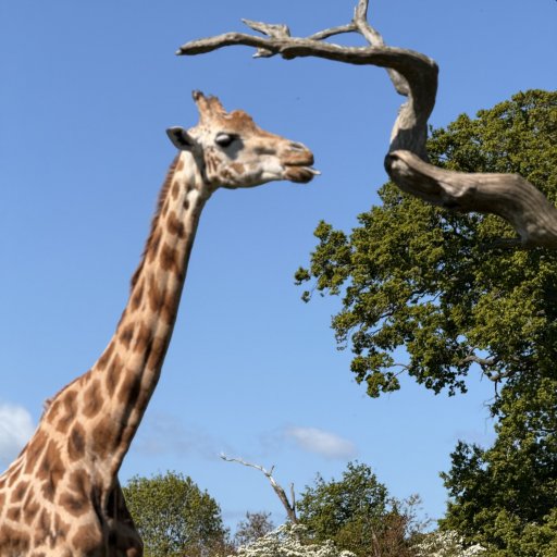 Safari, leg og familiehygge i Knuthenborg Safaripark