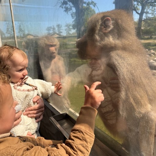 Safari, leg og familiehygge i Knuthenborg Safaripark