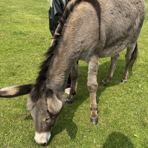 Abebussen og dyreoplevelser på tæt hold i Knuthenborg