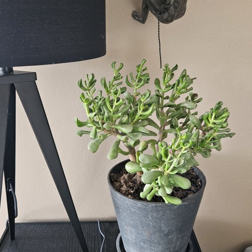 Komplet lydoplevelse med earbuds og trådløs oplader