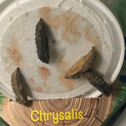 Lær om naturens udvikling på nært hold