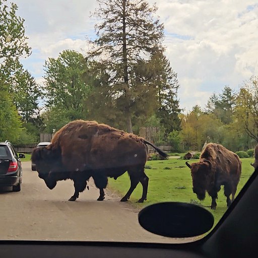 Safarioplevelser helt tæt på dyrene