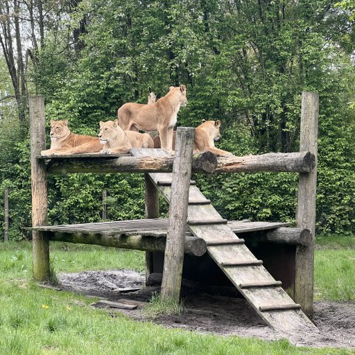 Fra løver på safari til leg og gode minder
