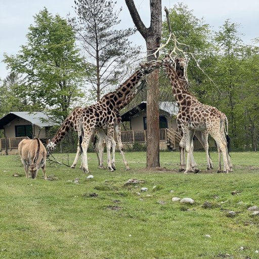 Fra løver på safari til leg og gode minder