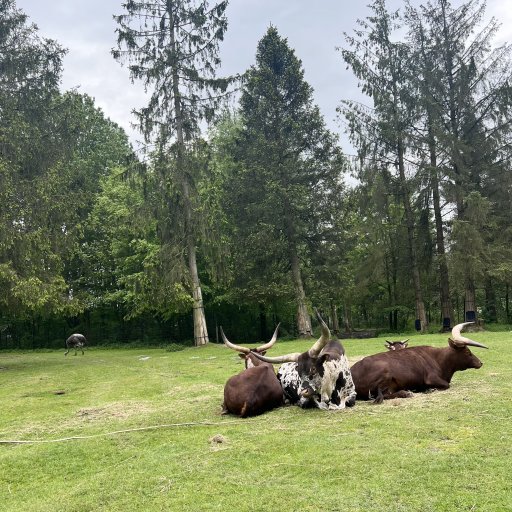 Givskud Zoo – eventyr for både børn og voksne